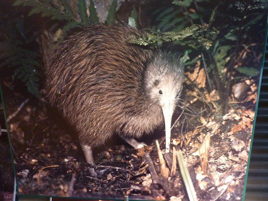 Vogelpark Kiwi Birdlife